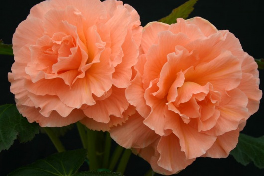B. ‘John Smith’
